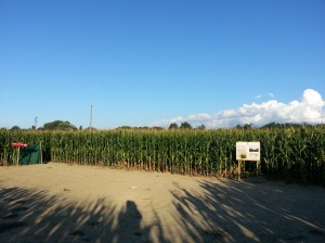 Corn Maze